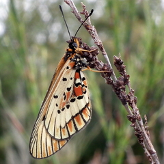Acraea rahira