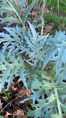 Cynara cardunculus