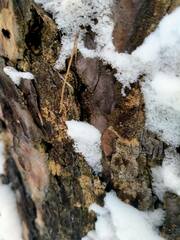 Candelariella efflorescens