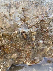 Scutus unguis