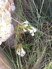 Streptocarpus vandeleurii