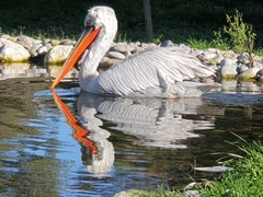 Pelecanus crispus