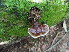 Fungi