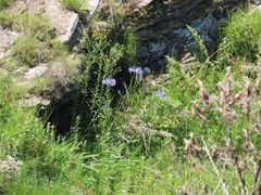 Agapanthus campanulatus