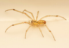 Enoplognatha molesta