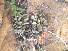 Adromischus umbraticola