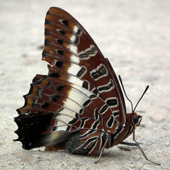 Charaxes brutus natalensis