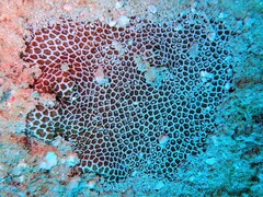 Leptastrea transversa