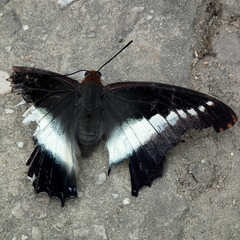 Charaxes brutus natalensis