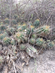 Trichocereus candicans