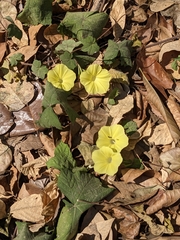 Camonea vitifolia