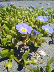Nolana paradoxa