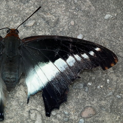Charaxes brutus natalensis