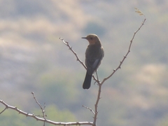 Oenanthe fusca
