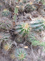 Trichocereus candicans