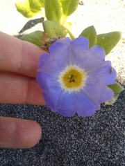 Nolana paradoxa