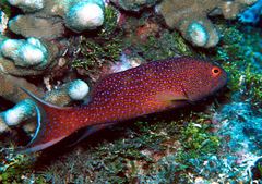 Variola albimarginata