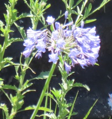 Agapanthus campanulatus