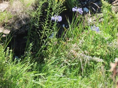 Agapanthus campanulatus