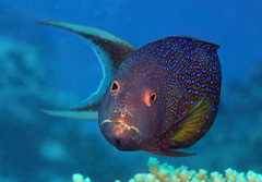 Variola albimarginata