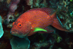 Variola albimarginata