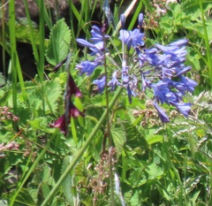 Agapanthus campanulatus