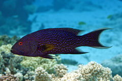 Variola albimarginata