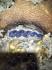 Tridacna crocea
