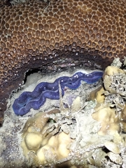 Tridacna crocea