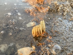 Volegalea cochlidium