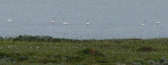 Cygnus columbianus bewickii