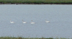 Cygnus columbianus bewickii