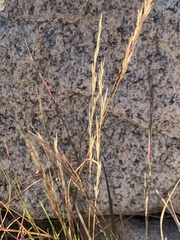 Aristida adscensionis