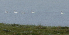 Cygnus columbianus bewickii
