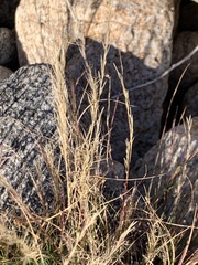 Aristida adscensionis