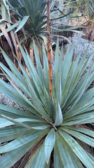 Yucca pallida