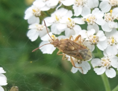 Stictopleurus abutilon