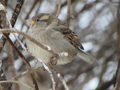 Passer domesticus