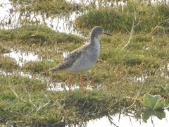 Calidris pugnax