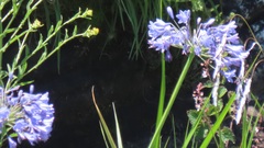 Agapanthus campanulatus