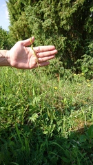 Ophrys insectifera
