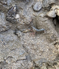 Alpheidae