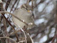 Passer domesticus