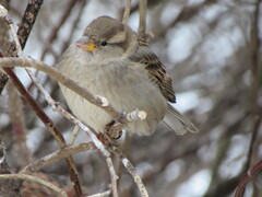 Passer domesticus
