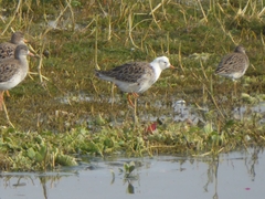 Calidris pugnax