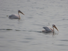Pelecanus onocrotalus