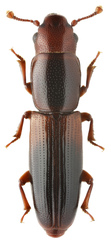 Rhizophagus nitidulus