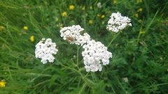 Stictopleurus abutilon