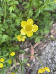 Ranunculus colonorum