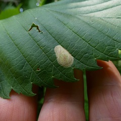 Phyllonorycter coryli